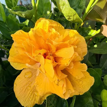 Marina Mar II Premium * Vila Franca do Campo