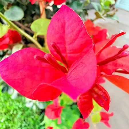 Marina Mar II Premium Vila Franca do Campo