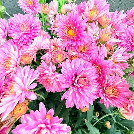 Apartament Marina Mar II Premium Vila Franca do Campo