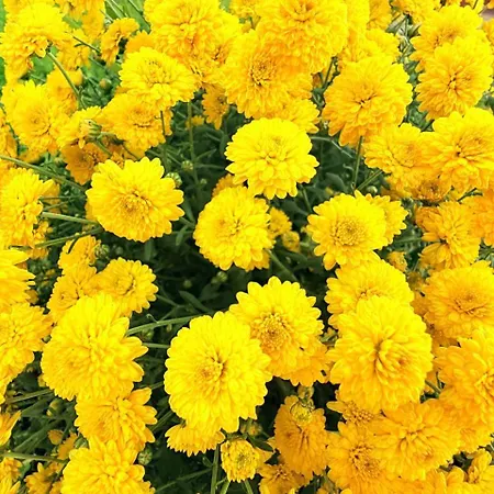 Marina Mar II Premium * Vila Franca do Campo