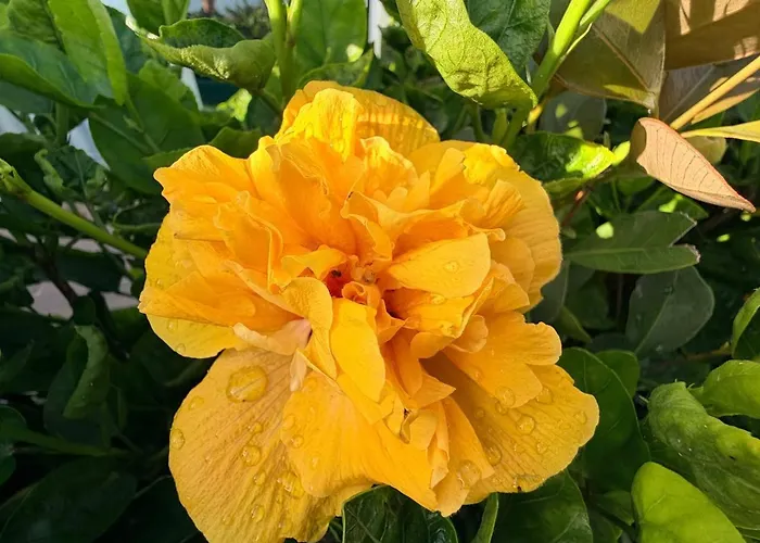 Marina Mar II Premium * Vila Franca do Campo