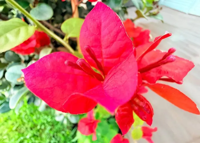 Marina Mar II Premium Vila Franca do Campo