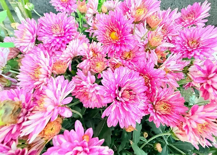 Apartament Marina Mar II Premium Vila Franca do Campo