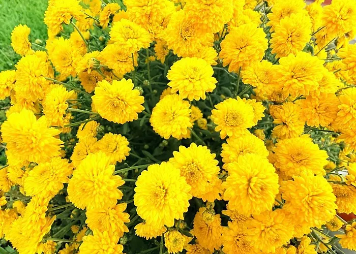 Marina Mar II Premium * Vila Franca do Campo